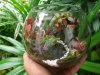 Terrarium รวมไม้กินแมลงในขวดโหล และทางเดินชมต้นไม้ Terrarium รวมไม้กินแมลงในขวดโหล และทางเดินชมต้นไม้