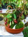 สวนถาดหม้อข้าวหม้อแกงลิงไทย Nepenthes Thailand tray garden สวนถาดหม้อข้าวหม้อแกงลิงไทย Nepenthes Thailand tray garden