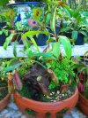 สวนถาดหม้อข้าวหม้อแกงลิงยักษ์ Giant Nepenthes tray garden สวนถาดหม้อข้าวหม้อแกงลิงยักษ์ Giant Nepenthes tray garden