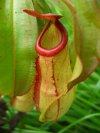 หม้อข้าวหม้อแกงลิง(Nepenthes) N. mirabilis หม้อข้าวหม้อแกงลิง(Nepenthes) N. mirabilis