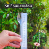 SB ช้อนปลายส้อมใส 40ชิ้น