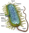 ตัวอย่างแบคทีเรีย