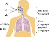 ขนาดฝุ่น PM 2.5 คืออะไร มีผลกระทบอะไรต่อรางกาย