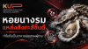หอยนางรม สังกะสี สุดยอดแหล่งแร่ธาตุจากทะเลสำหรับผู้ชาย โดยแบรนด์ KUP หอยนางรม สังกะสี สุดยอดแหล่งแร่ธาตุจากทะเลสำหรับผู้ชาย โดยแบรนด์ KUP