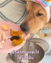 อาหารสุนัขโฮมเมด