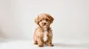 The Ultimate Guide to Pet Grooming: Health, Tips, and Benefits