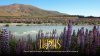 4 จุดเช็กอิน ลูปิน (Lupins) ที่สวยที่สุดในนิวซีแลนด์ ดงดอกไม้สีพาสเทลริมทะเลสาบที่ไม่ควรพลาด
