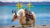 "จามรี" (Yak) สัตว์พื้นเมืองและของขึ้นชื่อเมืองแชงกรีล่า "จามรี" (Yak) สัตว์พื้นเมืองและของขึ้นชื่อเมืองแชงกรีล่า