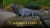 "ศูนย์อนุรักษ์กิ้งก่าทัวทารา" (Tuatara Habitat) ส่อง 'ฟอสซิลมีชีวิต' ยุคไดโนเสาร์ ณ นิวซีแลนด์ "ศูนย์อนุรักษ์กิ้งก่าทัวทารา" (Tuatara Habitat) ส่อง 'ฟอสซิลมีชีวิต' ยุคไดโนเสาร์ ณ นิวซีแลนด์
