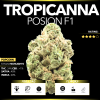 Tropicanna Posion F1 (Popcorn)