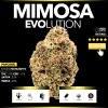 Mimosa Evolution (Popcorn)