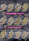 อินดอร์ขายดีชุด L ชุด 1