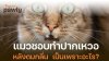 ทำไมแมวชอบ “ทำปากหวอ” หลังดมกลิ่น? ทำไมแมวชอบ “ทำปากหวอ” หลังดมกลิ่น?