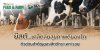 The Role of Yeast in the Health and Growth of Ruminant Animals