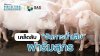 การจัดการน้ำเสียในฟาร์มสุกร การจัดการน้ำเสียในฟาร์มสุกร