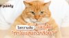 ทำไม &quot;แมวส้ม&quot; ถึงดูแสบกว่าสีอื่น?