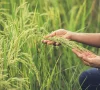 The rice is richer in vitamins, minerals, and fiber than conventionally-grown rice