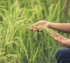 Rice Organic provides high-quality organic