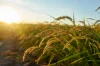 The rice is richer in vitamins, minerals, and fiber than conventionally-grown rice