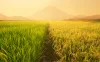 Rice Organic provides high-quality organic