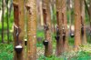 Premium Rubber Wood (Hevea brasiliensis)