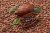 Cocoa Beans (Theobroma cacao)
