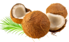 Fresh Husked Coconut (Cocos nucifera)