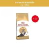 Royal Canin 4kg อาหารเม็ดแมวโต พันธุ์เปอร์เซียน อายุ 12 เดือนขึ้นไป