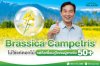 Brassica Campetris Brassica Campetris