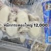 หมึกกระดองใหญ่
