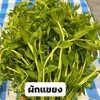 ผักแขยง
