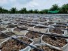 VI Agritech เริ่มแล้ว! ปลูกขมิ้นชันแดงสยามกว่า 5,000 กระสอบ! VI Agritech เริ่มแล้ว! ปลูกขมิ้นชันแดงสยามกว่า 5,000 กระสอบ!