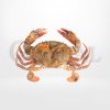 ปูนิ่มแช่แข็ง (Frozen Soft - Shell Crab) ปูนิ่มทั้งตัว