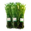 Acacia 100Gr