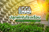 ปลูกผักนอกฤดู ในโรงเรือน สร้างรายได้ตลอดปี ปลูกผักนอกฤดู ในโรงเรือน สร้างรายได้ตลอดปี