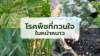 ป้องกัน และแก้ไข โรคพืชกวนใจในหน้าหนาว ป้องกัน และแก้ไข โรคพืชกวนใจในหน้าหนาว