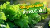 วิธีปลูกผักสลัดสำหรับมือใหม่ ปลูกง่าย โตไวกินได้ที่บ้าน วิธีปลูกผักสลัดสำหรับมือใหม่ ปลูกง่าย โตไวกินได้ที่บ้าน