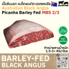 พิคานย่า ออสเตรเลีย บาร์เลย์เฟด (WDR) (Australian BF Wanderer Picanha)