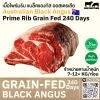 ไพร์มริบ ออสเตรเลีย ขุน 240 วัน (Portoro) (Australia GF 240 Day Prime Rib)