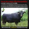 วากิวขุนมะกอกดำ