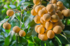 ลำไย ( Longan ) ลำไย ( Longan )