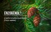 Enzogenol® / สารสกัดจากเปลือกสน Enzogenol® / สารสกัดจากเปลือกสน