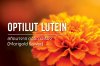 Optilut Lutein / ดอกดาวเรือง Optilut Lutein / ดอกดาวเรือง