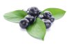 ACAI BERRY EXTRACT (Food Grade) ACAI BERRY EXTRACT (Food Grade)