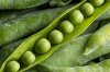 PEA PROTEIN POWDER PEA PROTEIN POWDER