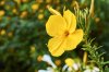 Evening Primrose Oil Powder (Food Grade) Evening Primrose Oil Powder (Food Grade)