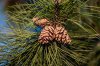 Pine Bark Extract (Food grade) Pine Bark Extract (Food grade)