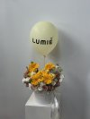 Yellow Gerbera Tulips Box For Lumie