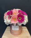 Gerbera Daisies Box S
