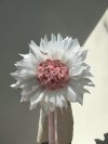 Fluffy Wrapping 20 Pink English Roses Bouquet